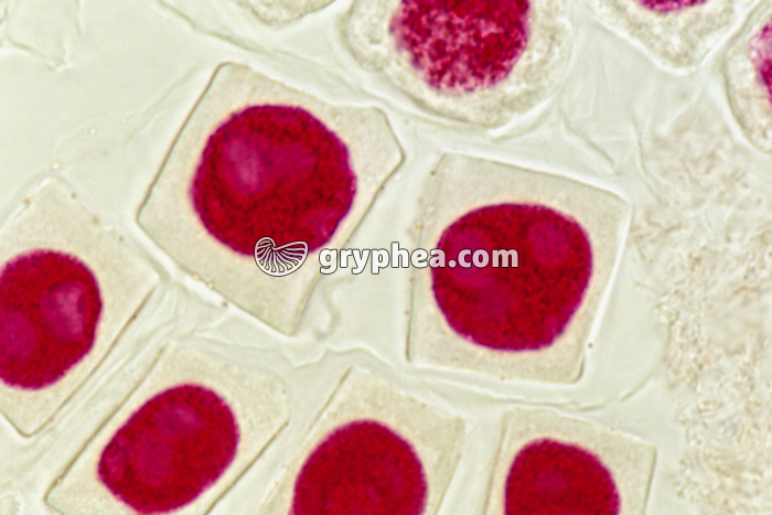 Mitose - cellules de racine d'Ail (écrasement) - Interphase x400 - gryphea.com
